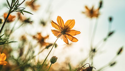 Armonia Apotheke - Zell Check