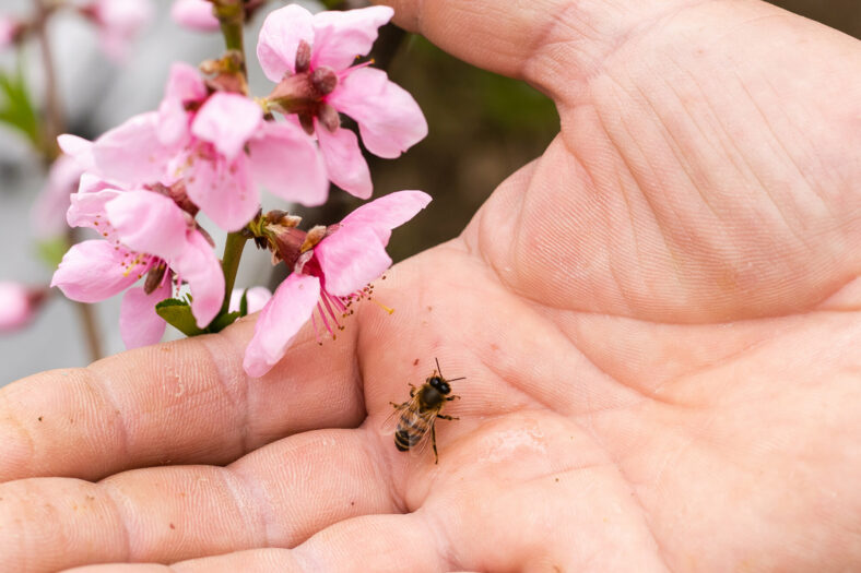 Eine Hand hält eine Biene neben pinken Blütenzweigen, die in voller Blüte stehen.